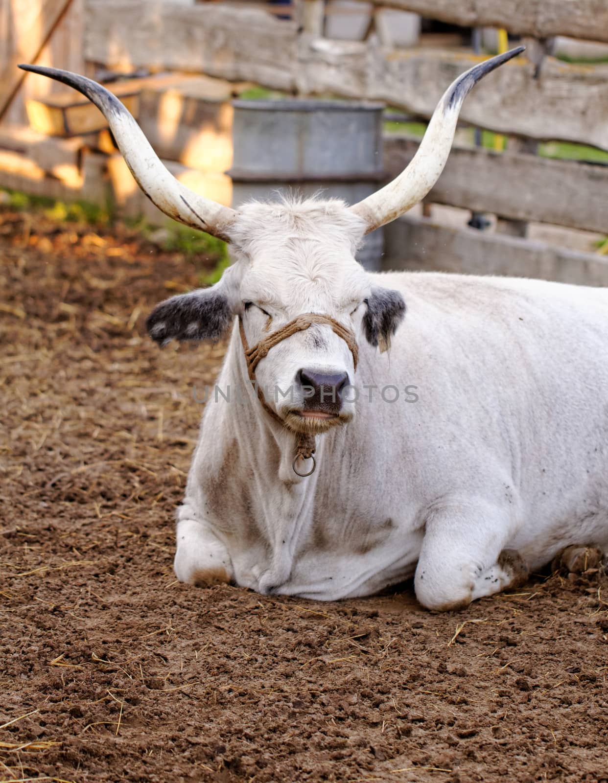 Ruminant Hungarian gray cattle bull in the corral