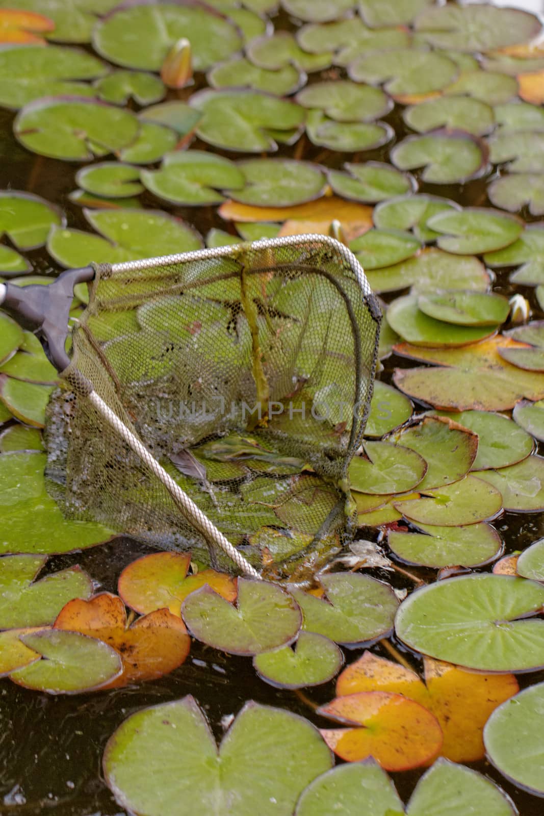 fish landing nets in the lake by NagyDodo