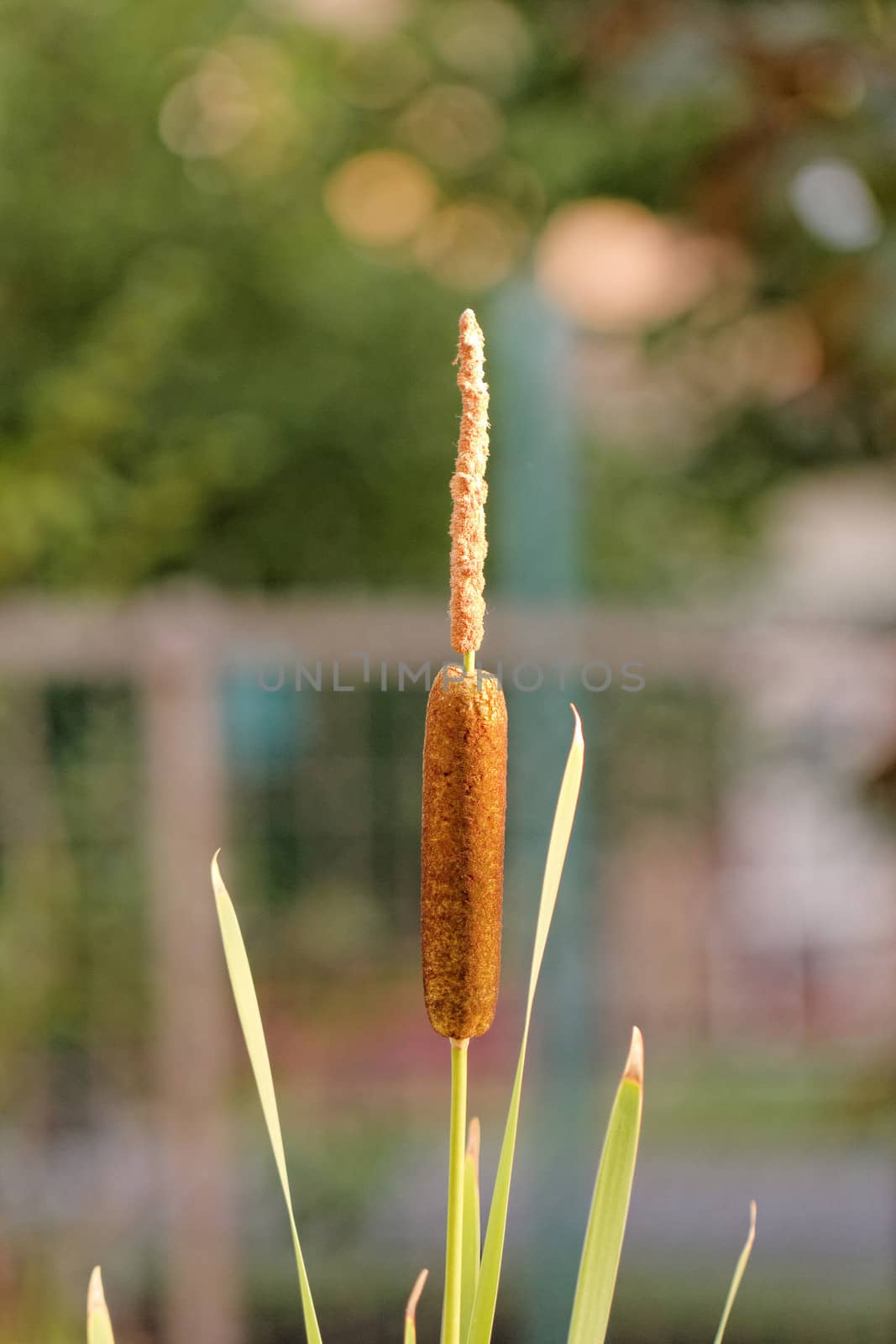 one reed bulrush by NagyDodo