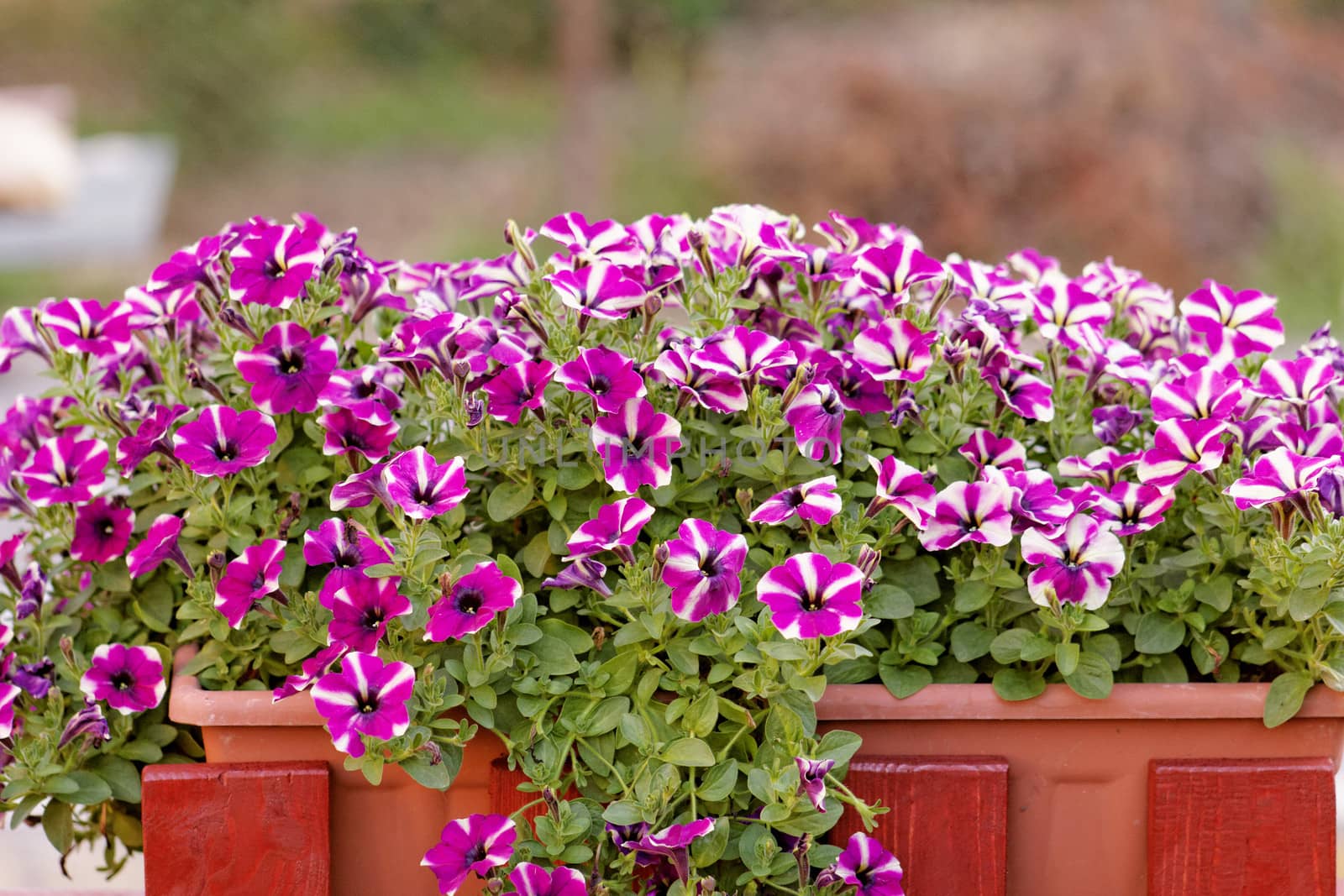 the purple white petunia, on balkony box