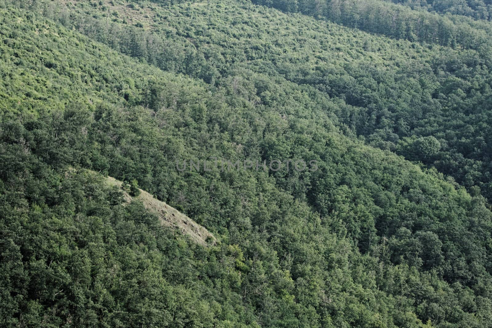 aerial view of a huge green forest