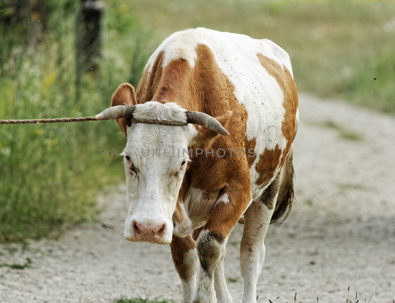 motley cow graze in a field (free range)