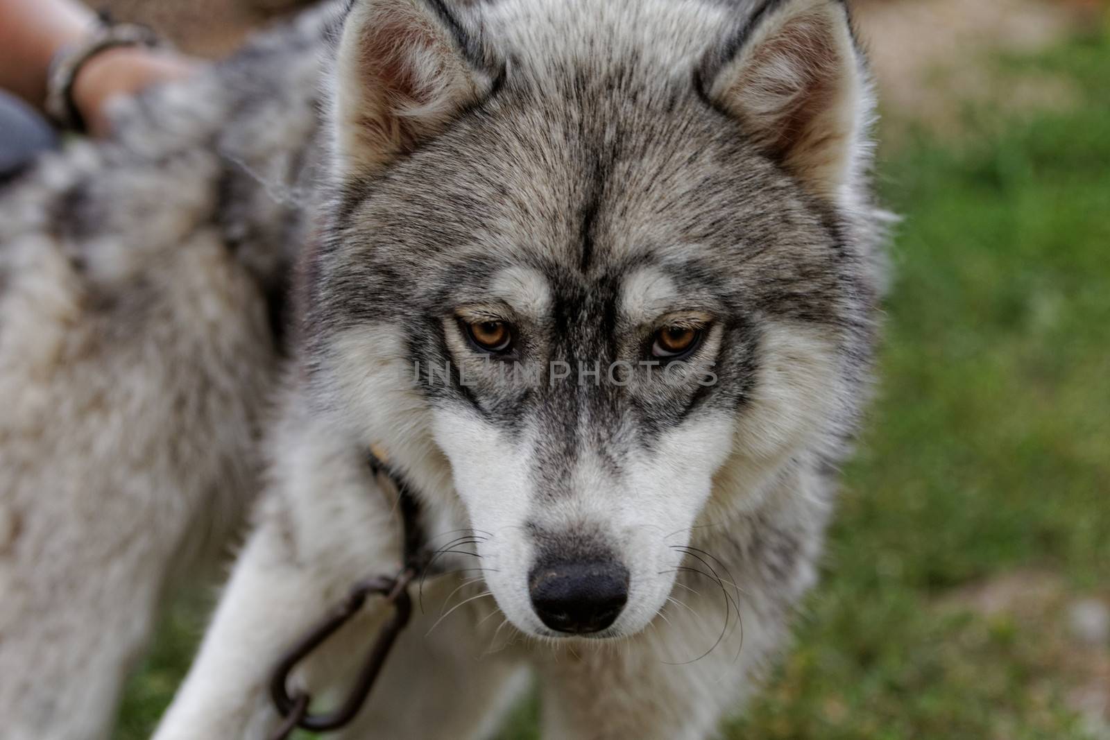 portrait of a beautiful husky dog with brown eyes