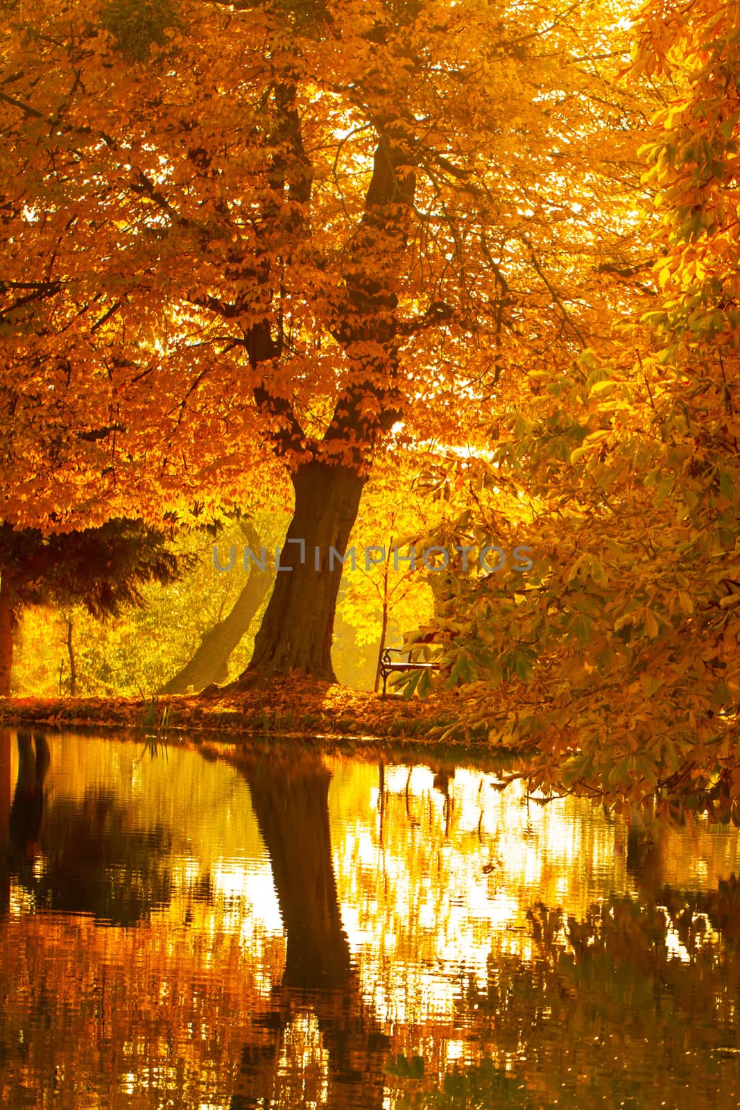 Beautiful colors of autumn landscape by the lake