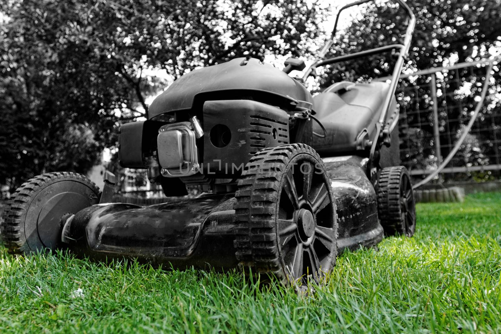 Black lawnmower in the garden lawn the grass with fuel engine bw color