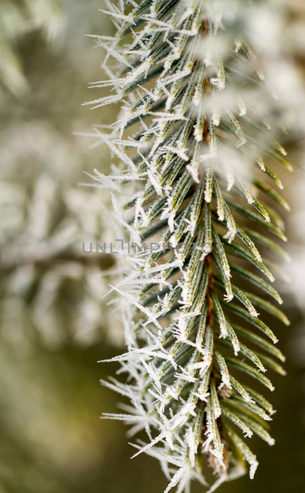 hoarfrost on silver pine branch