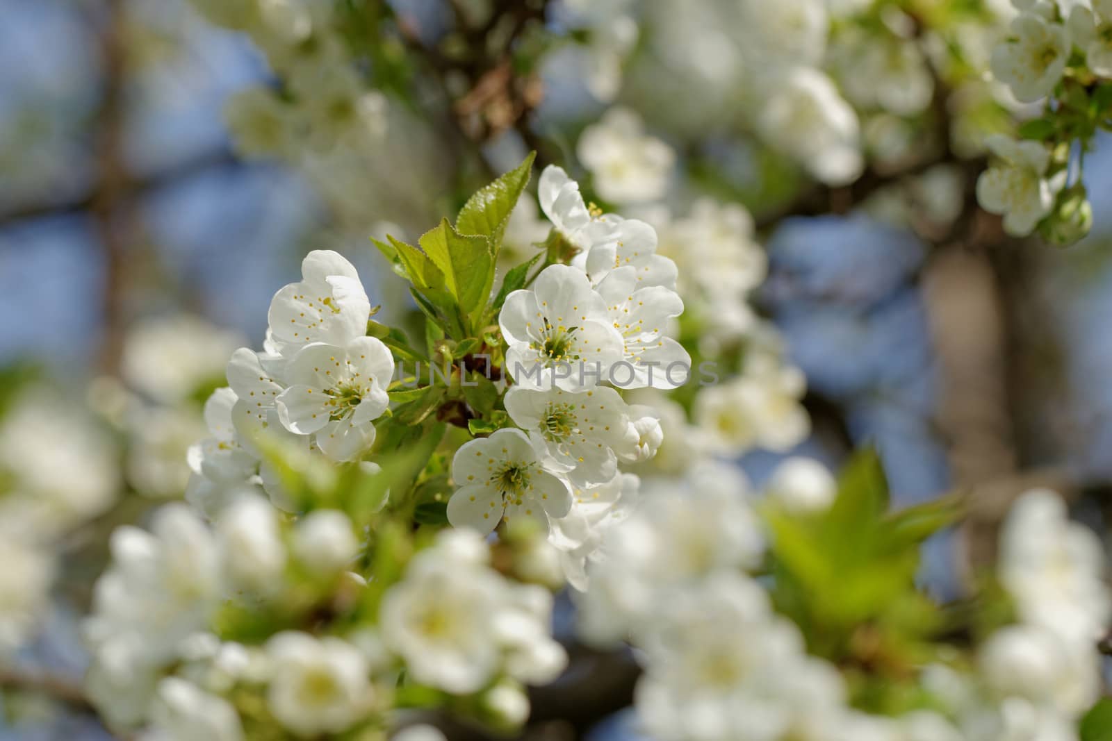 blossom cherry tree by NagyDodo