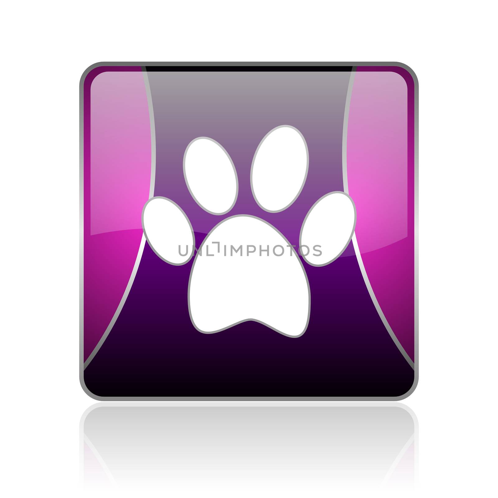 animal footprint violet square web glossy icon by alexwhite