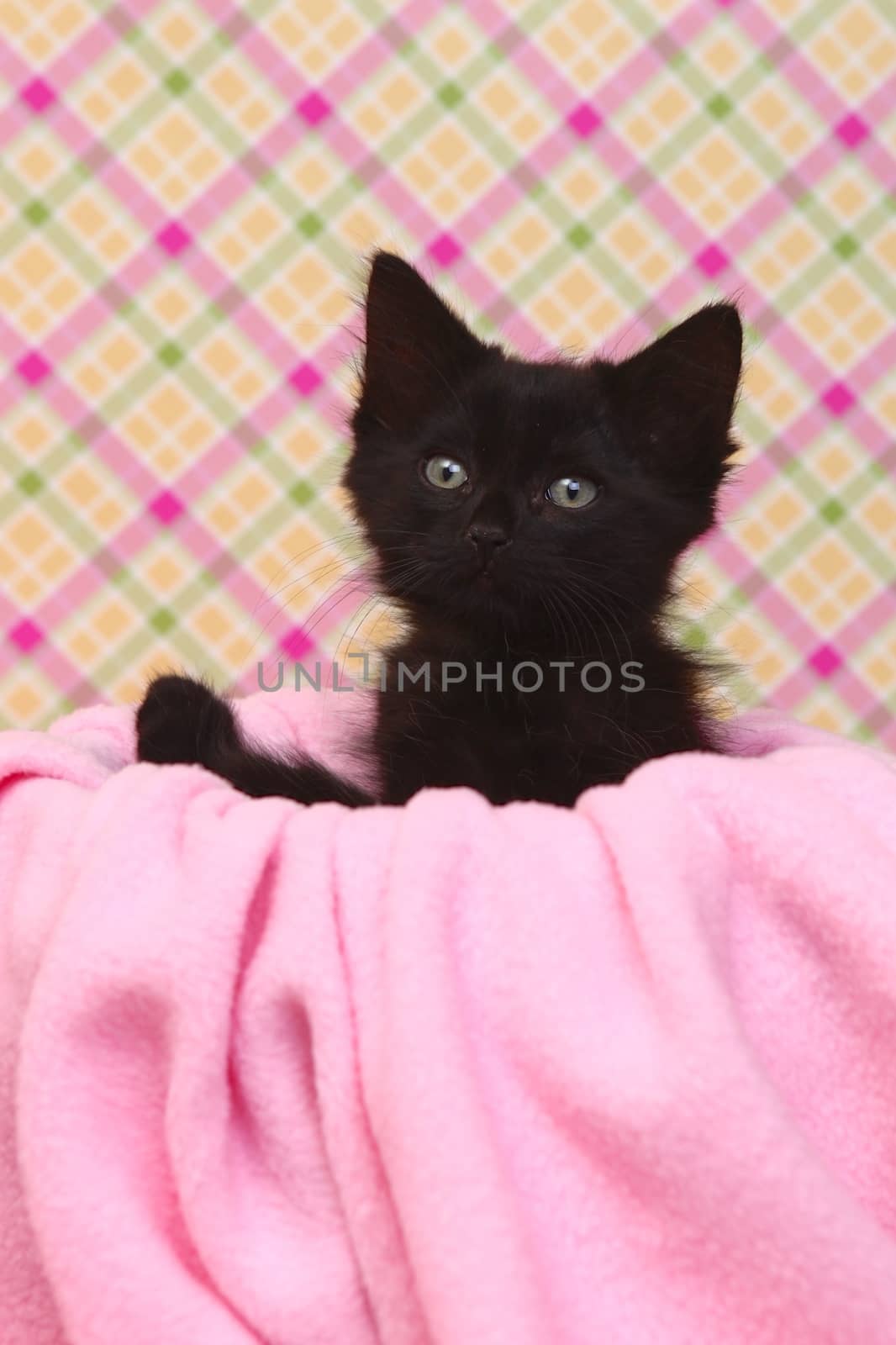 Curious Kitten on a Pink Soft Background by tobkatrina