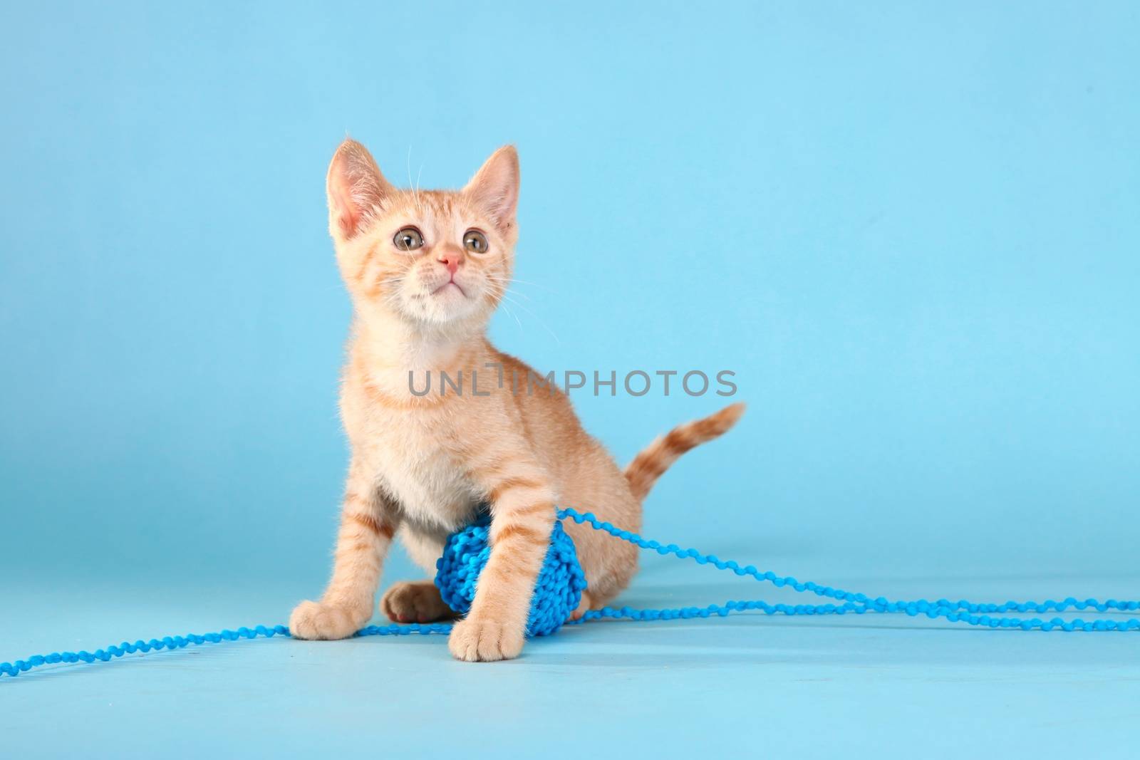 Little Orange Tabby Kitten in Studio by tobkatrina