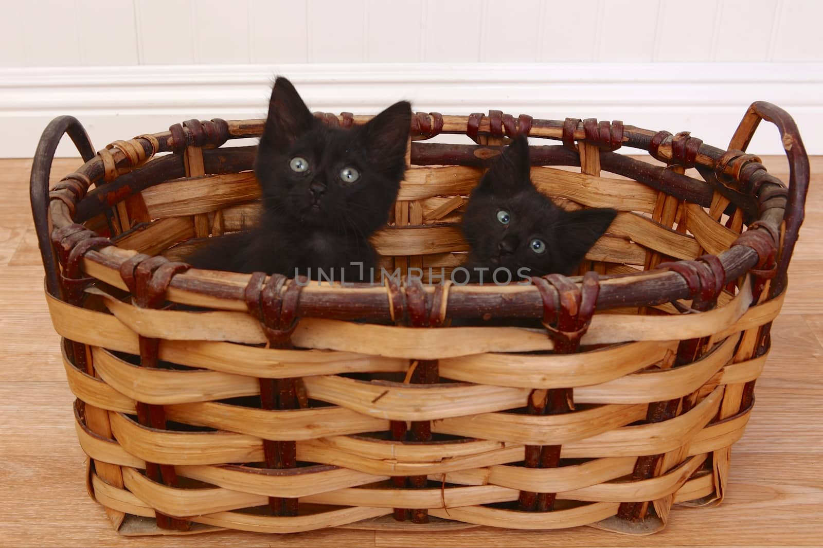 Curious Kittens Inside a Basket on White by tobkatrina