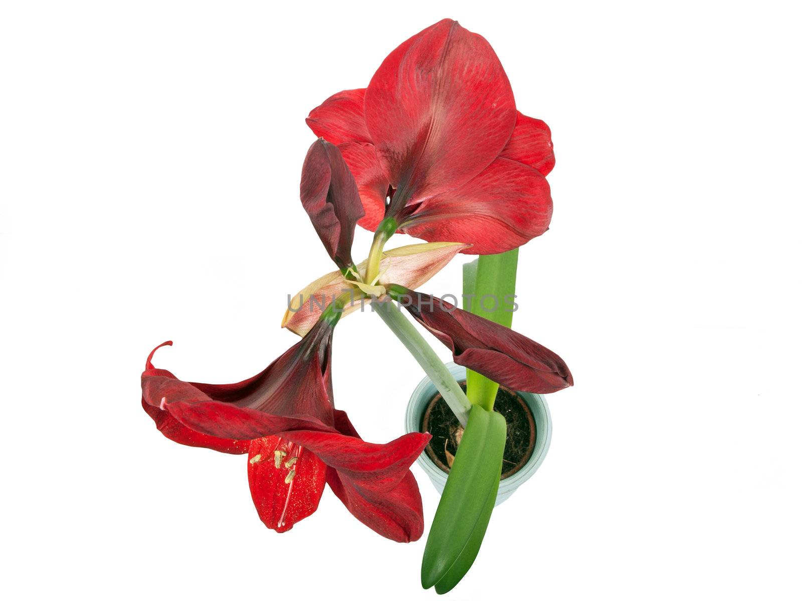 red amaryllis in pot isolated on white background - above view