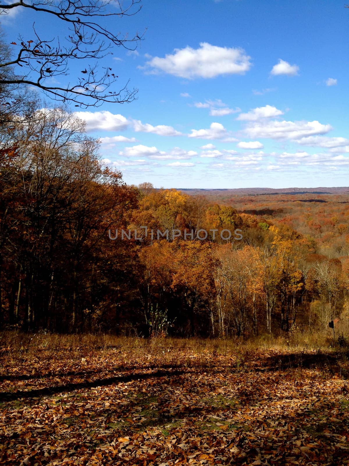 Brown County Forest Landscape