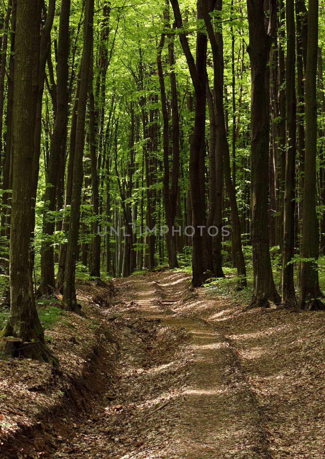 road in deciduous forest with beech trees