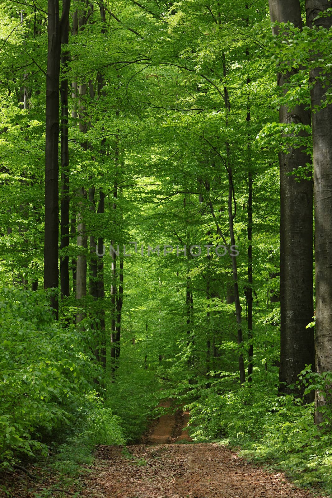 view on road in deciduous forest at spring