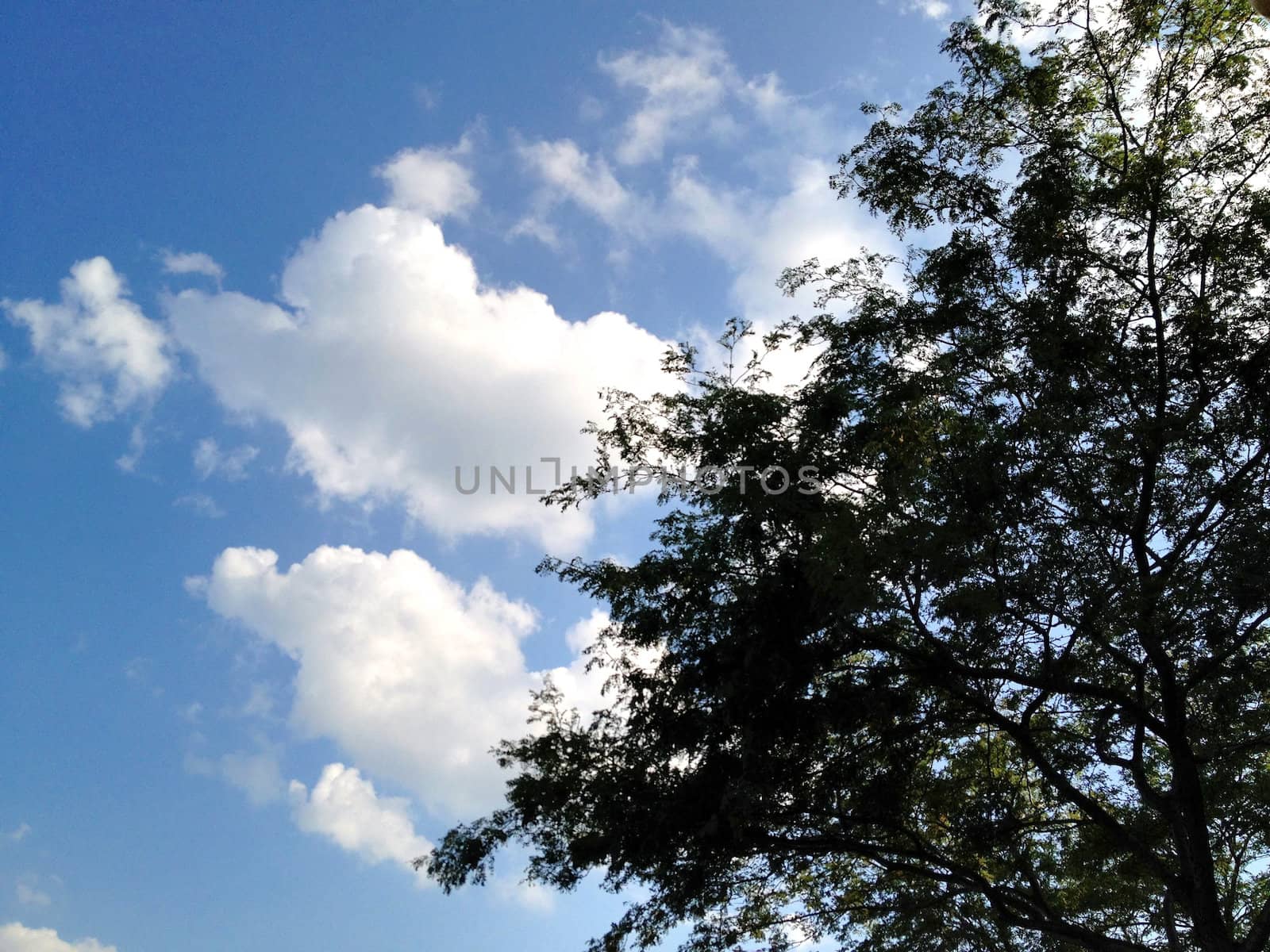 Tree and Sky Background