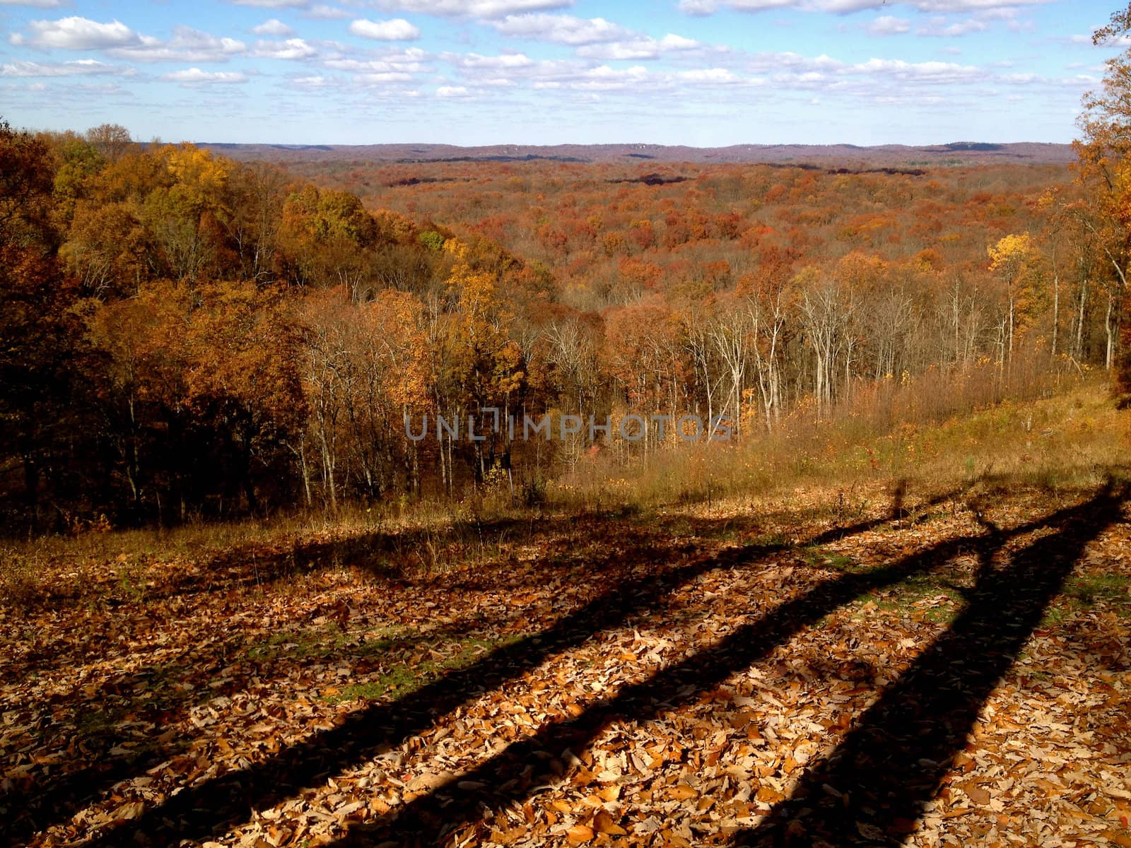 Brown County Trees in Shadow 2 by RefocusPhoto