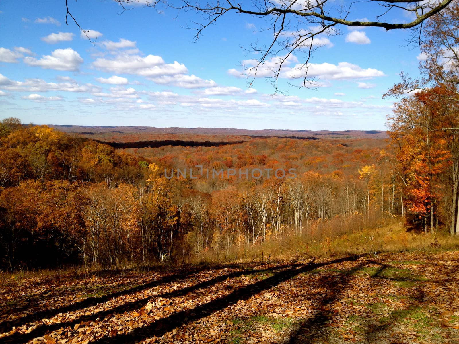 Brown County Trees in Shadow 3 by RefocusPhoto