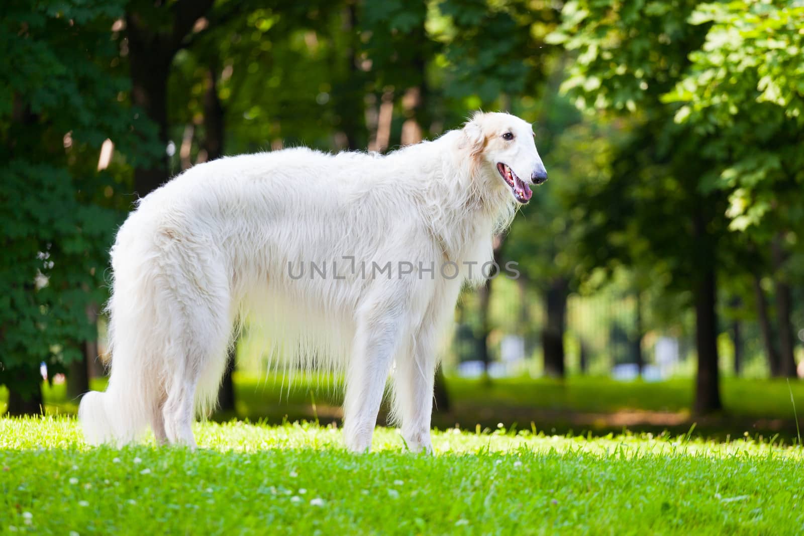Beautiful dog breed Russian Borzoi standing on the grass lit by the sun