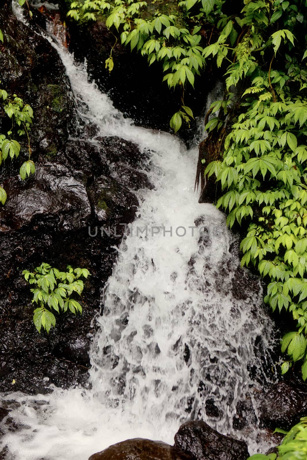 Small falls in the wild nature in tropics in the rain by elena_shchipkova