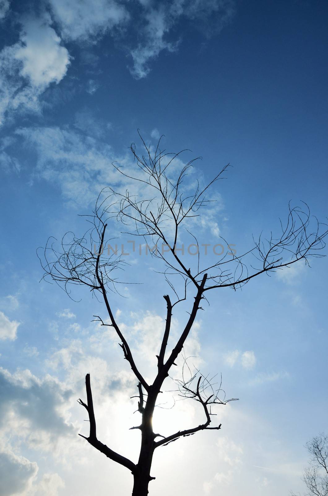 Tree silhouette with nice sky