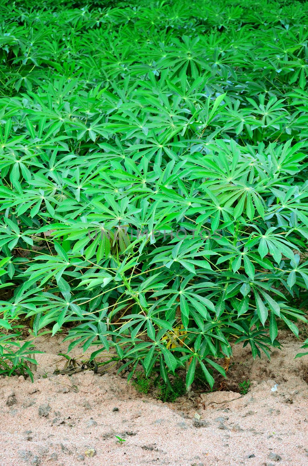 Cassava tree, Agriculture in Thailand