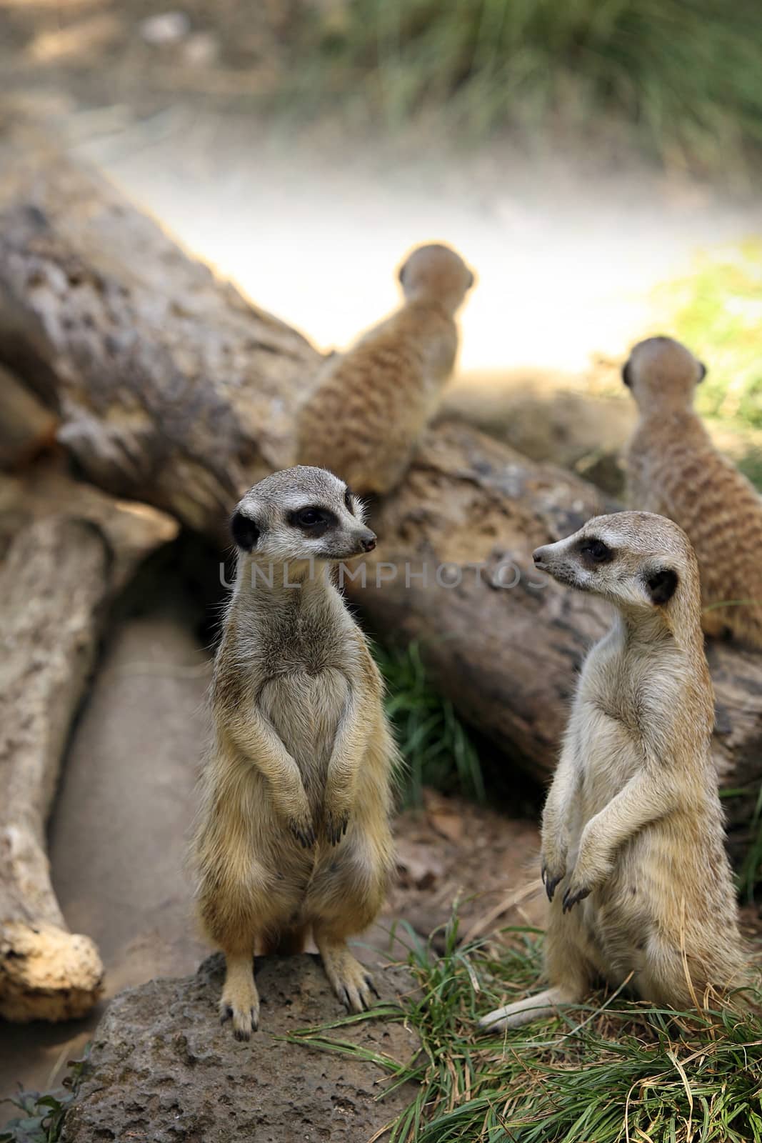 Meerkat or suricate (Suricata, suricatta) is a small mammal and a member of the mongoose family. Zoo in New Zealand
