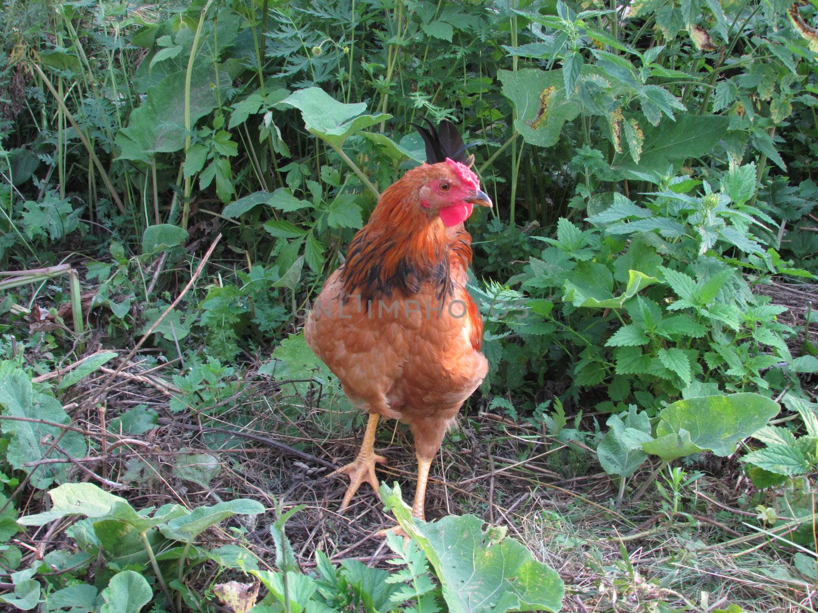 Rooster on the lawn of green grass