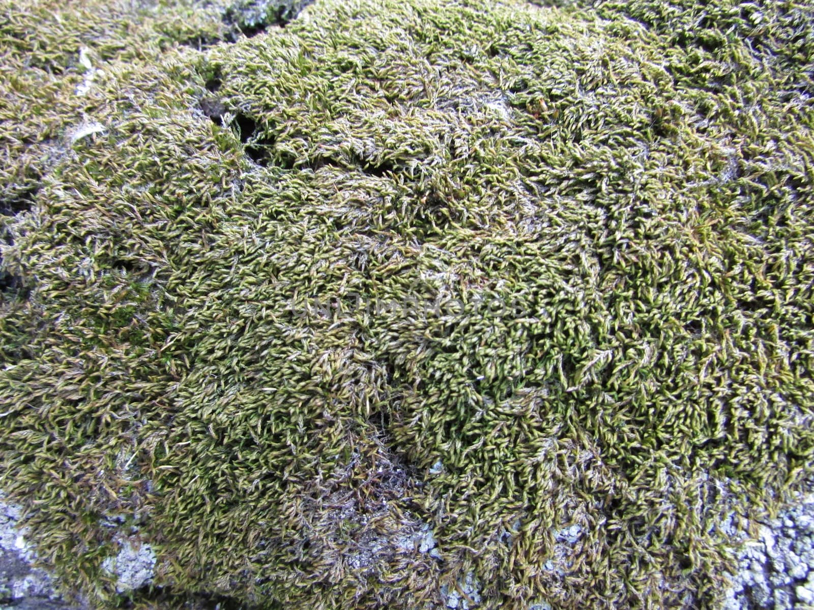 Growth of moss on gray stone
