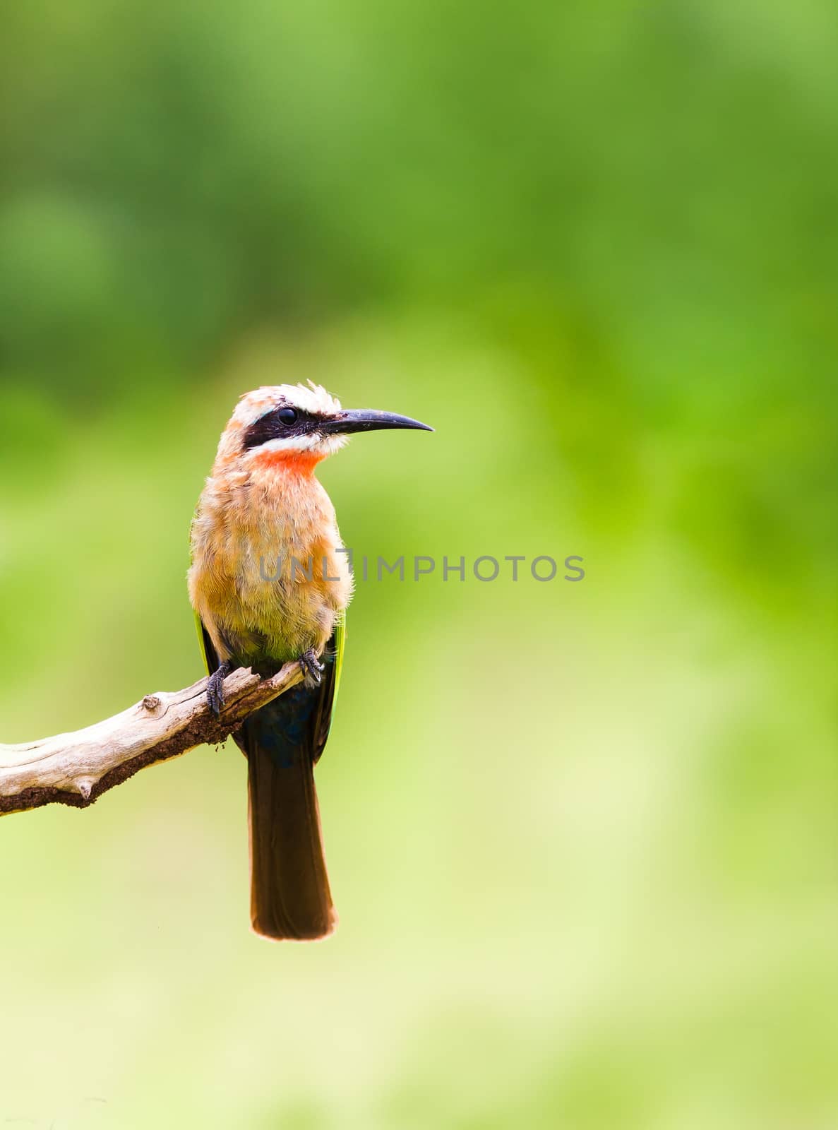 Beautifull bird white fronted bee eater bird resting on a branch