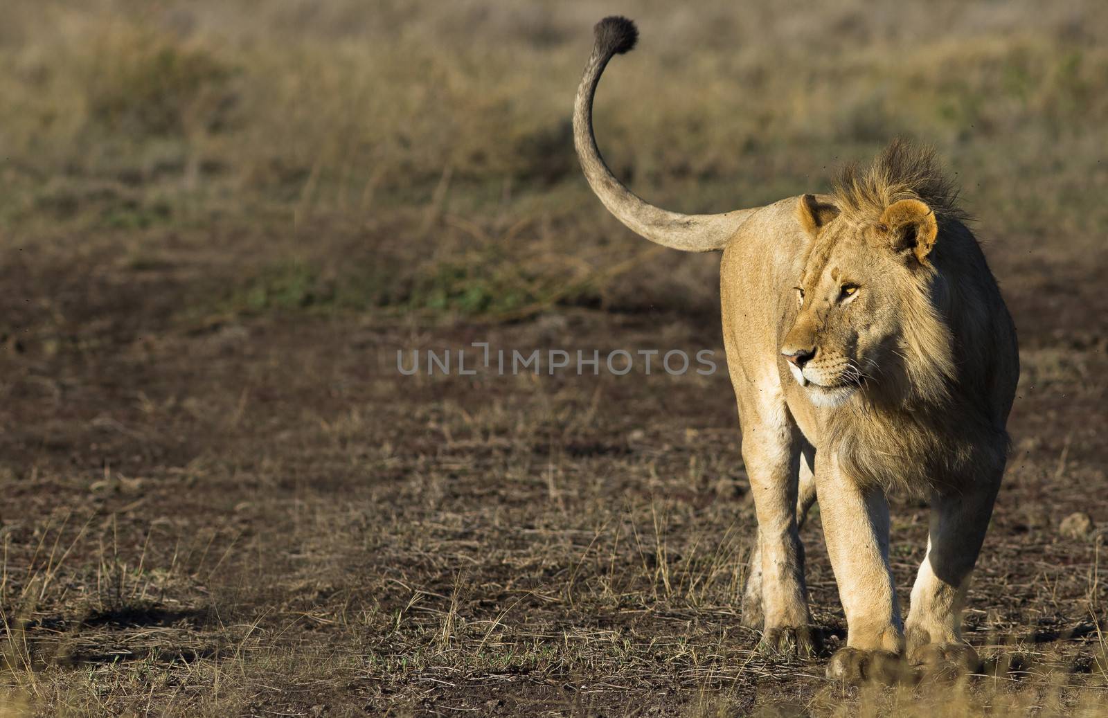 Wild lion in the Tanzanian Serengetti