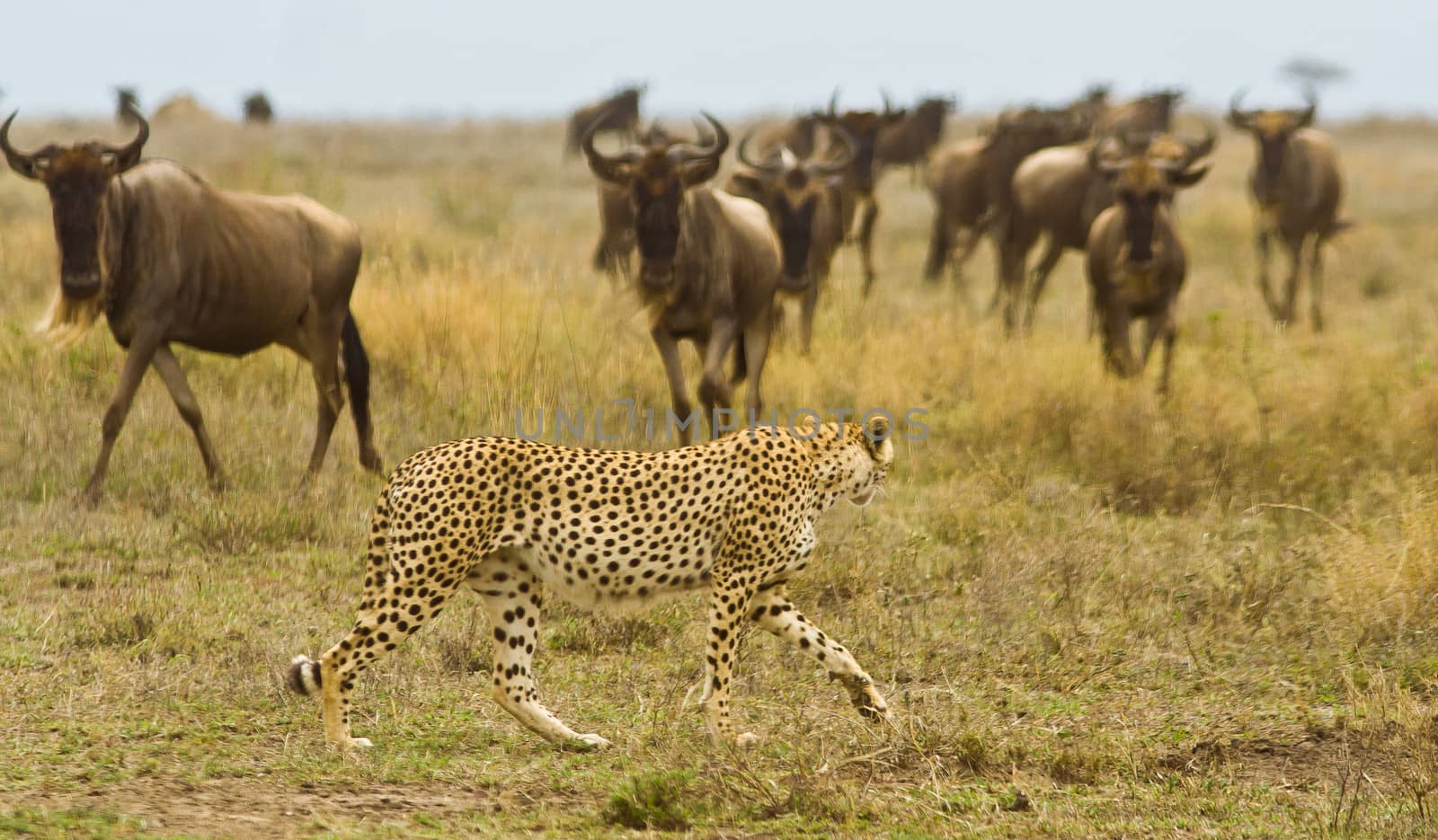 Wild cheetah in the Tanzanian Serengetti