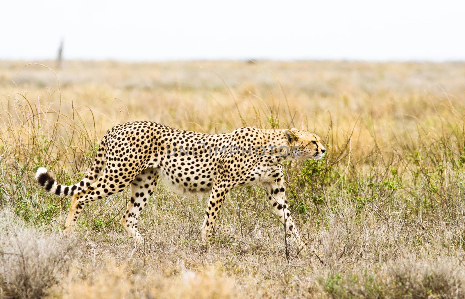 Wild cheetah in the Tanzanian Serengetti