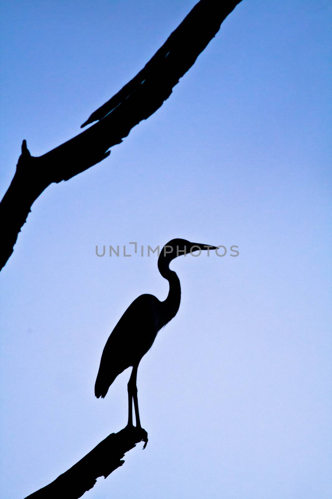 A dramatic sunset silhouette of a heron