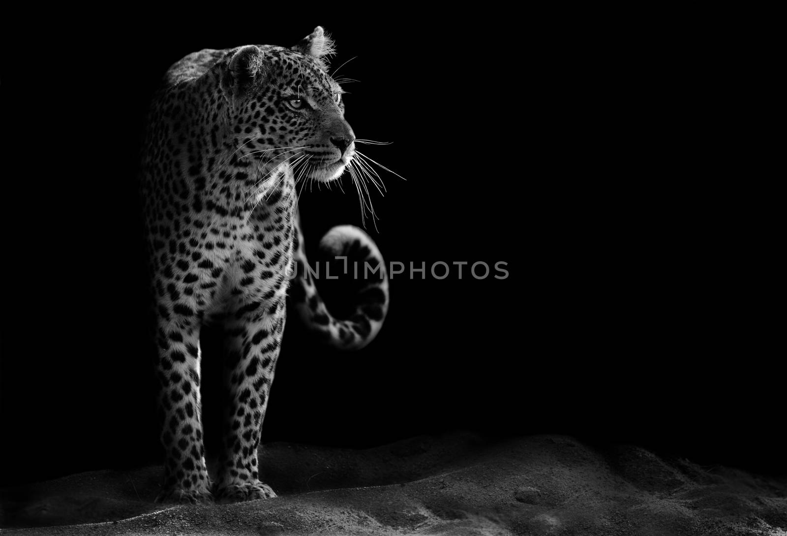 Black and white image of a leopard staring