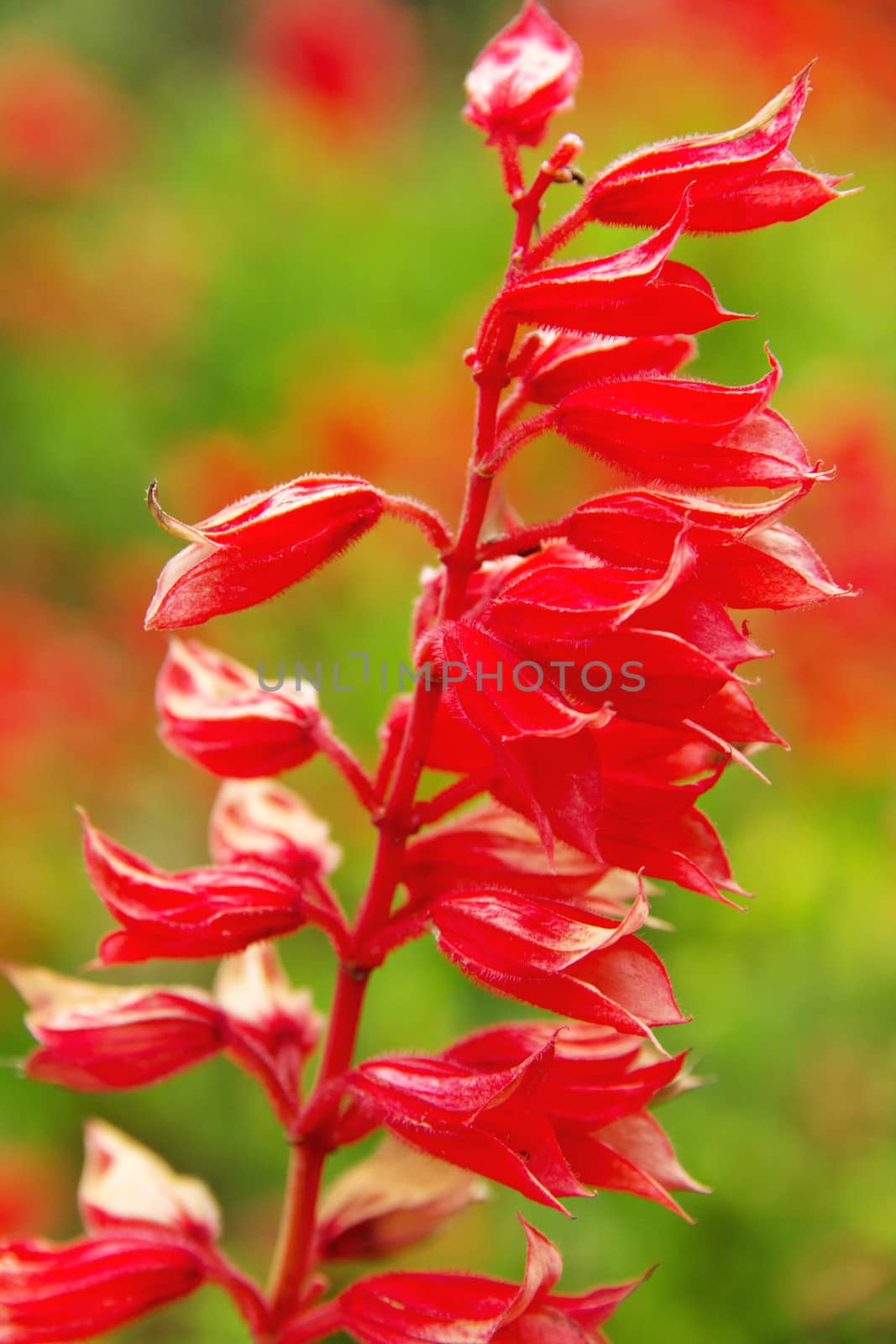 close up of red snapdragon flower