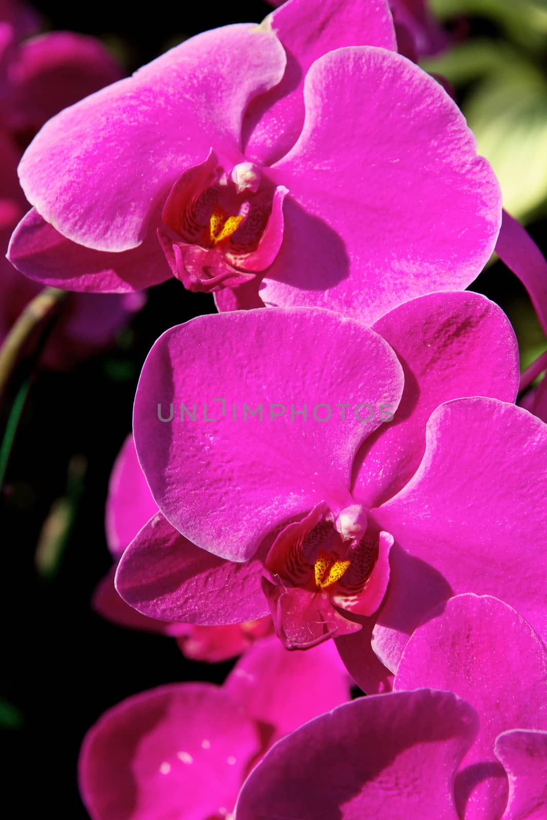 blossom violet vanda orchid by ponsulak