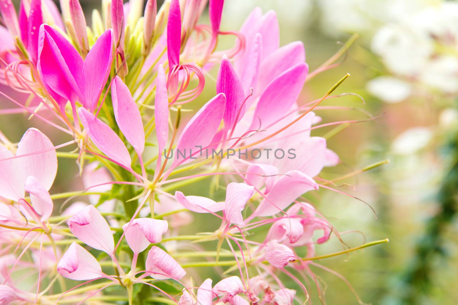 close up image of spider flower by ponsulak