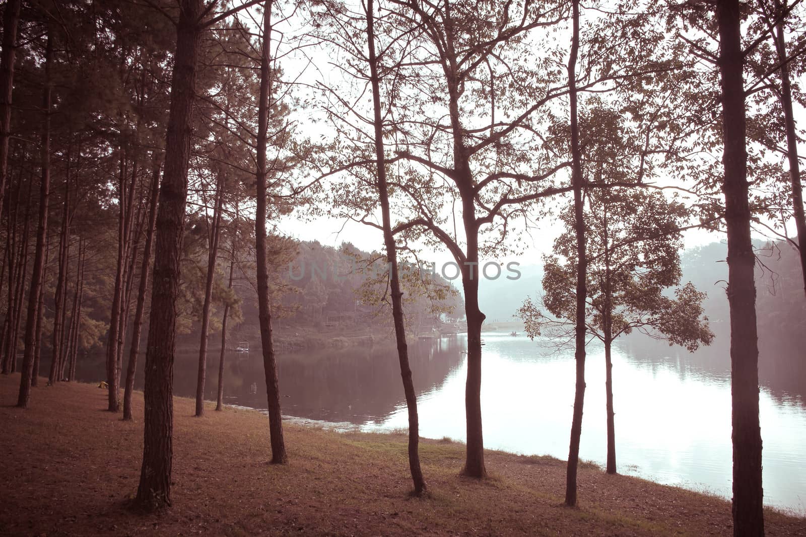 Pang-Ung Forestry Plantations, Maehongson Province,Thailand