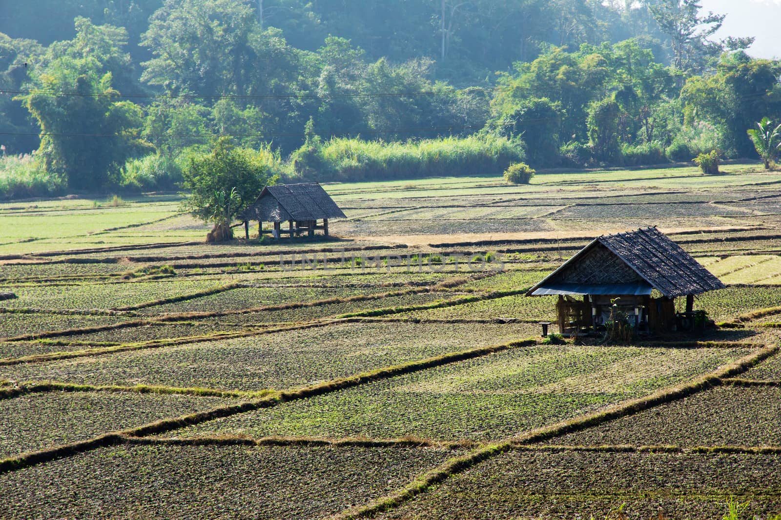 Paddy field in countryside,thailand