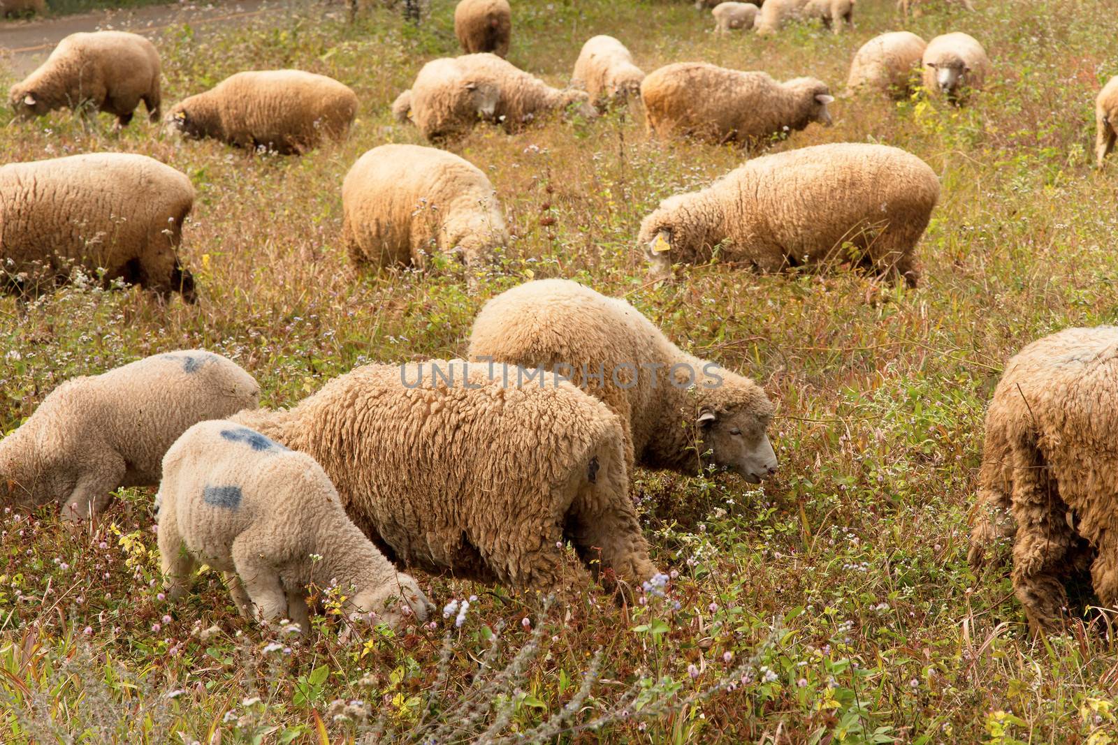 Lambs grazing in a green field
