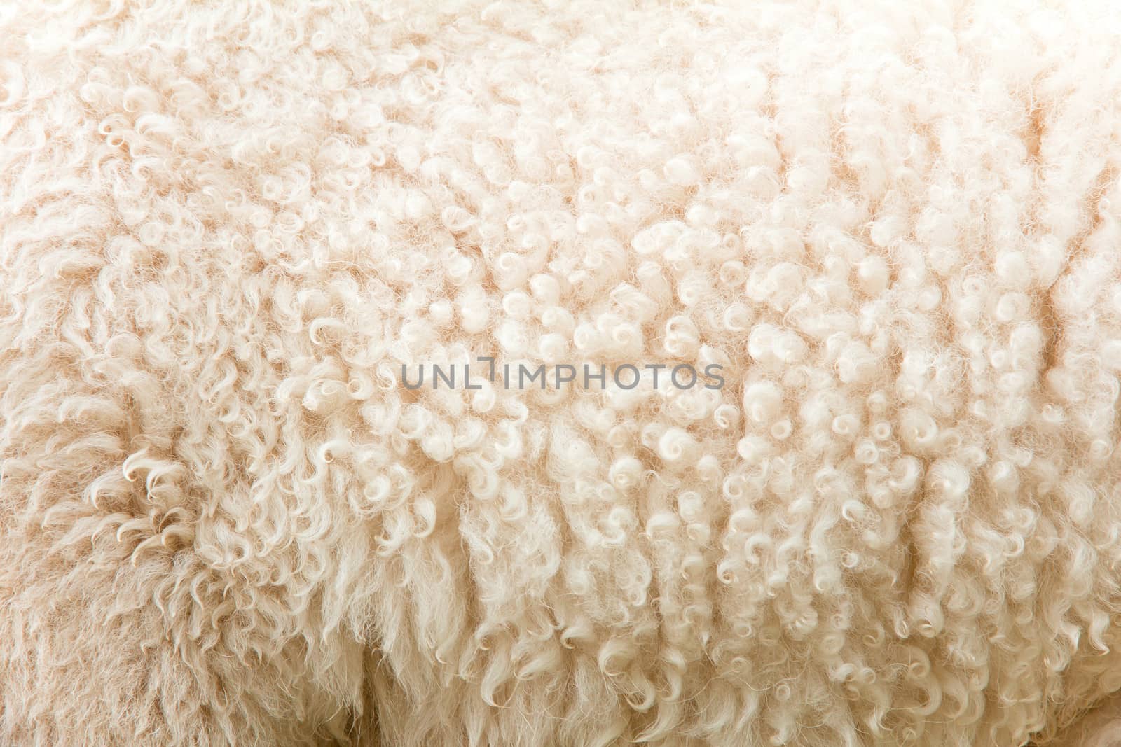 close up of lambswool background texture by ponsulak
