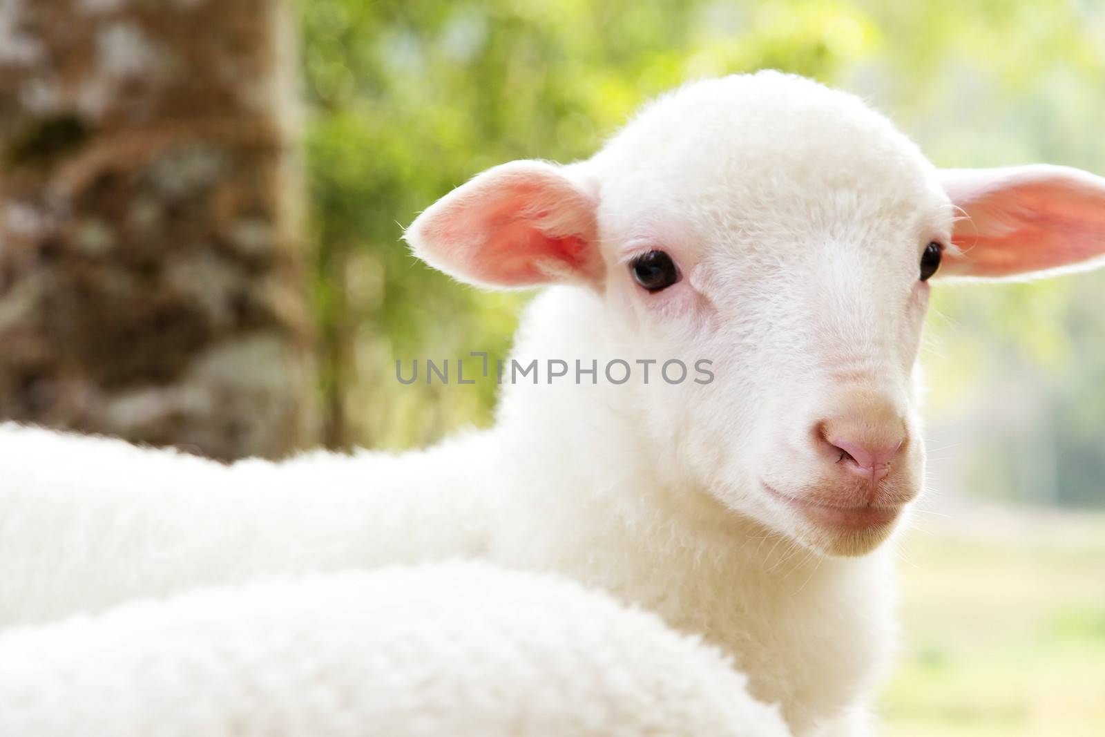 Portrait of a baby sheep in the farm by ponsulak