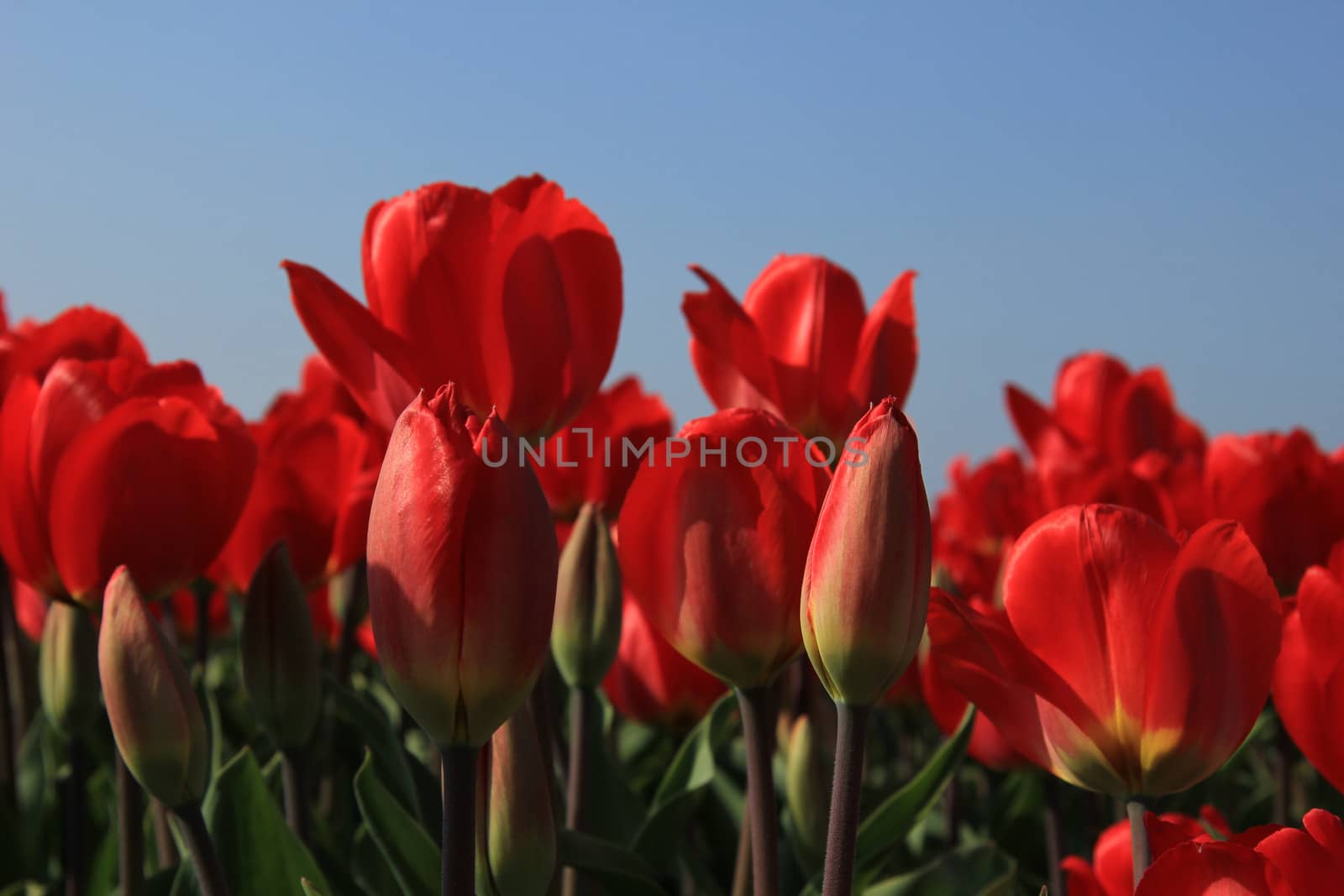 Red tulips growing in a field and a clear blue sky