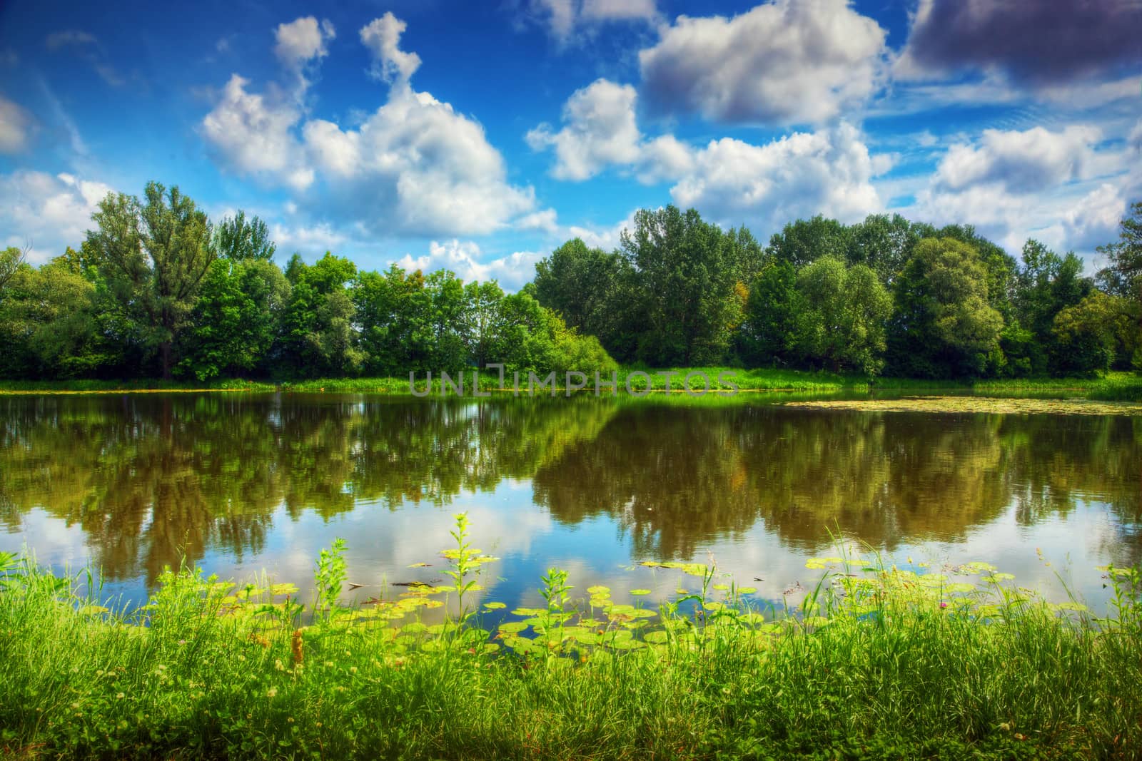 Lake in a summer forest. Sunny day, blue sky.