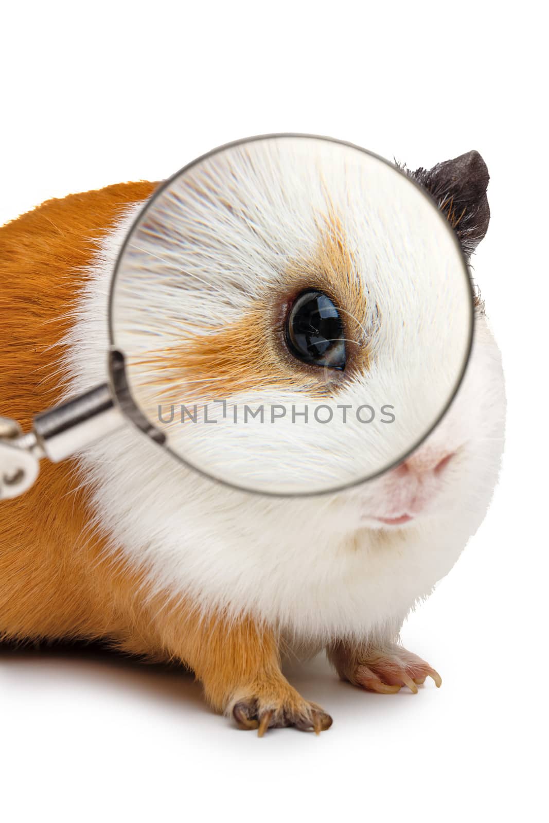 Guinea pig looks throught a magnifying glass on white background