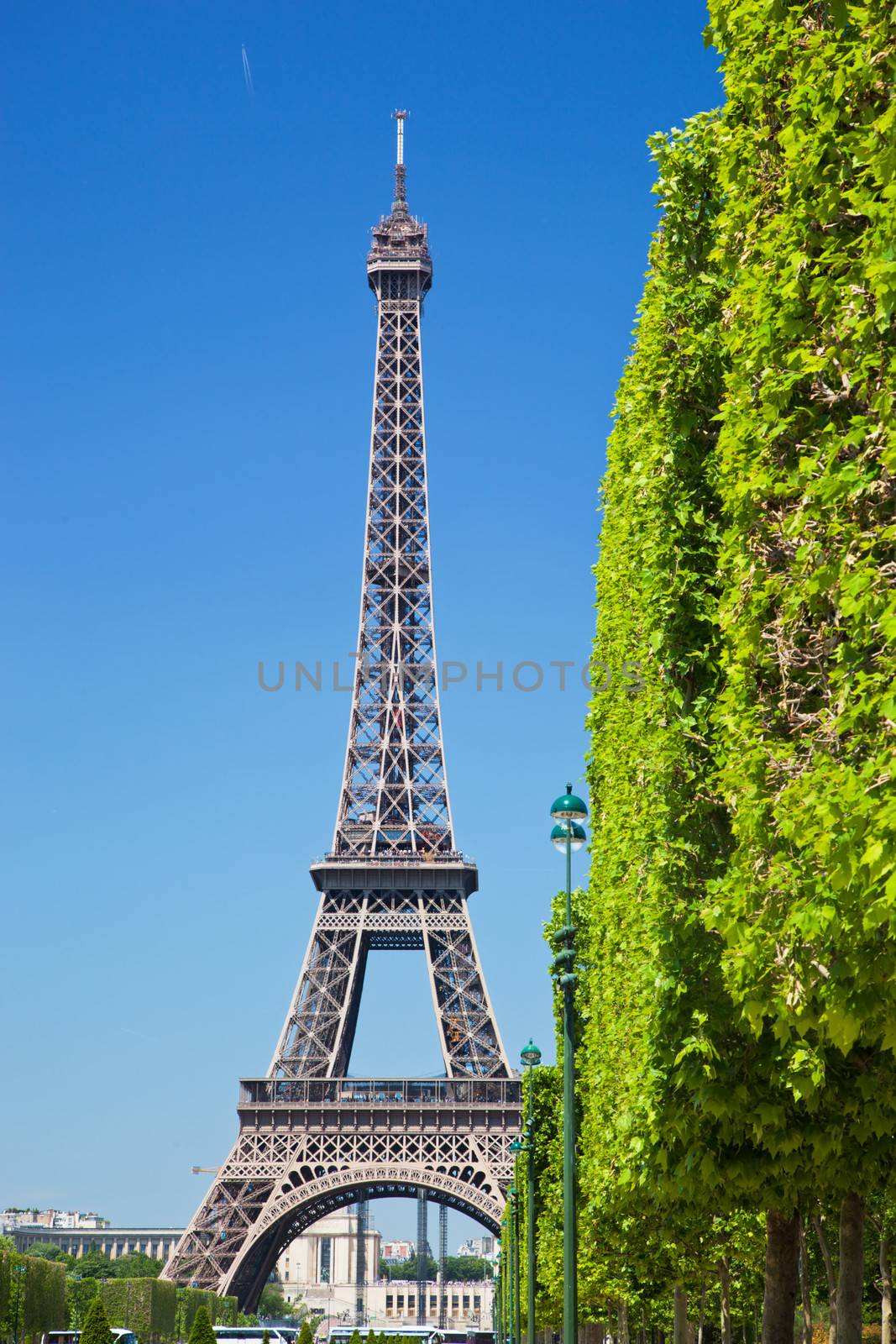 Eiffel Tower seen from Champ de Mars at a sunny summer day, Paris, France