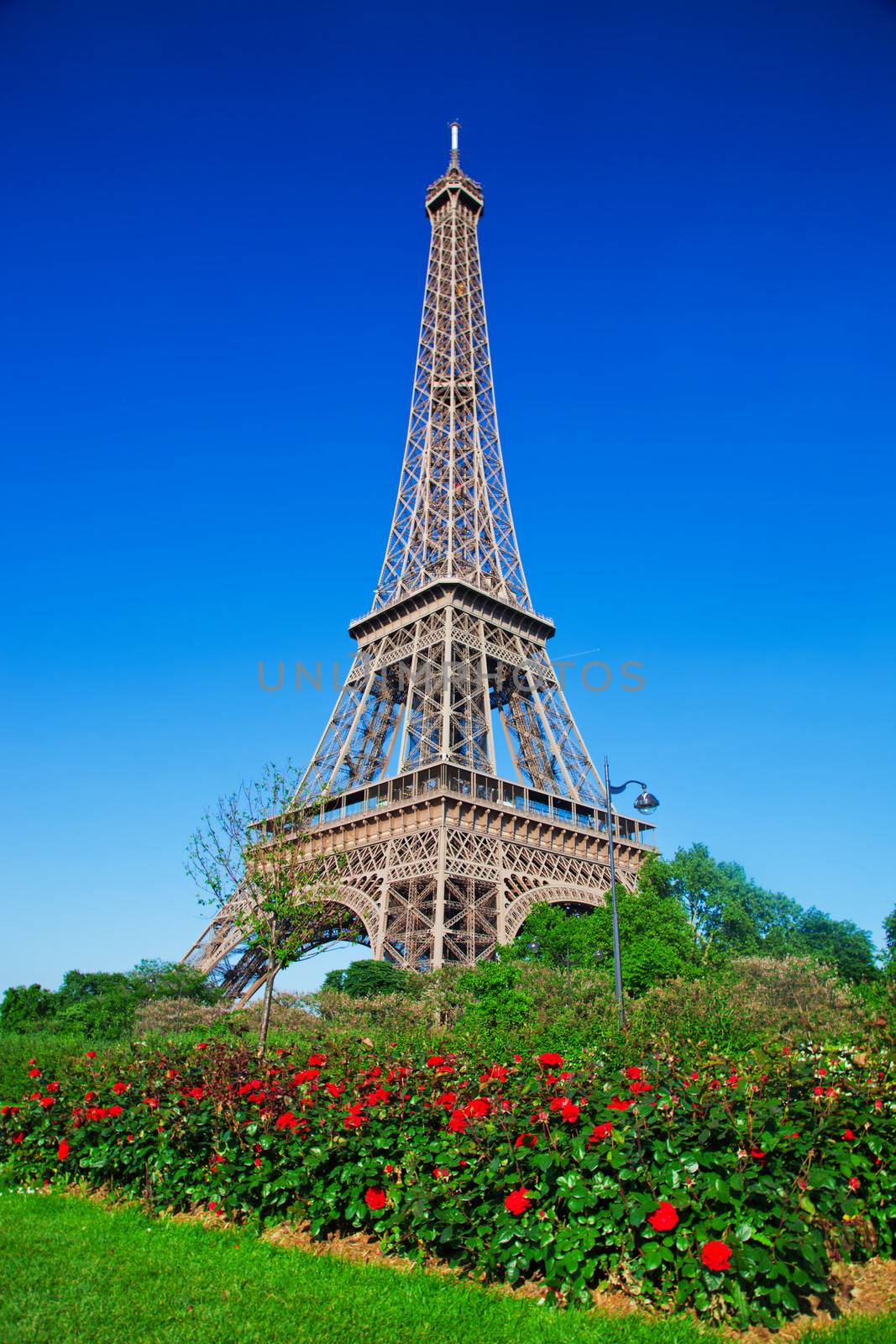 Eiffel Tower, red roses in Paris, France by photocreo