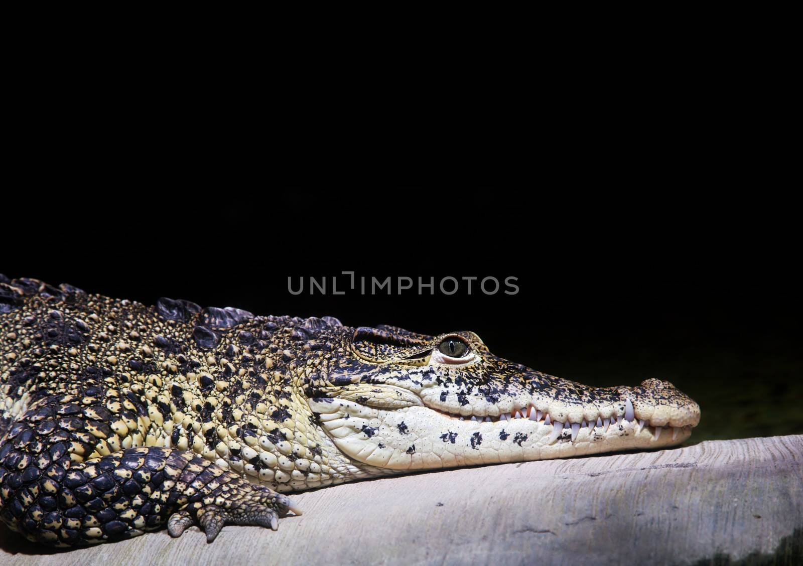 A crocodile portrait on black background