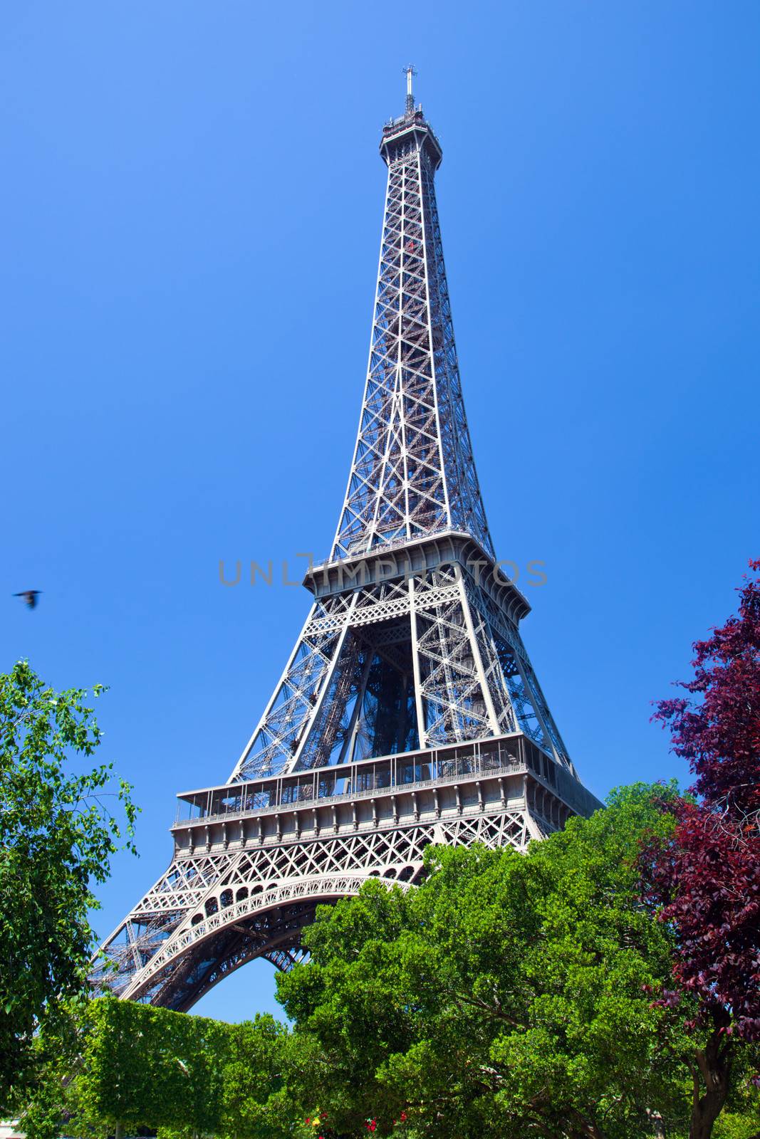 Eiffel Tower seen from Champ de Mars at a sunny summer day, Paris, France